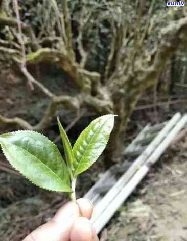 普洱茶茶杆-普洱茶茶杆多是怎么回事