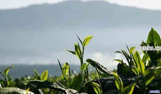 四川种植普洱茶吗？哪些地区适合种植茶叶