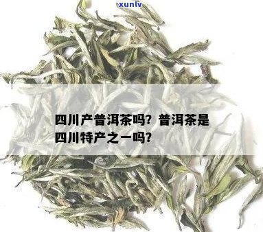 四川地区是否出产普洱茶：一种茶叶产地的探讨