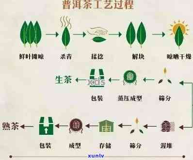 青干普洱茶饮料 *** 全攻略：从选材到饮用，一文解析所有步骤与技巧