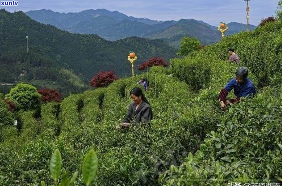 洞口县茶叶：品种、产地、 *** 工艺、品鉴 *** 及购买渠道一应俱全