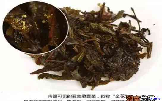 长金花普洱茶多少钱