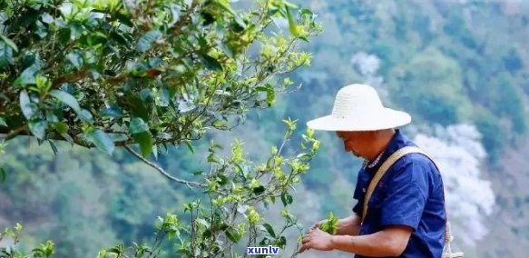 易武茶乡：探寻普洱茶的故乡与文化底蕴