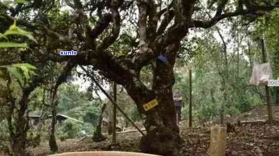 佤山古树茶怎么样：沧源百年古树、佤族传统，口感醇厚回，值得一试！