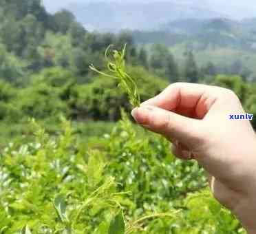 藤茶与普洱茶：一起冲泡的可行性及注意事项