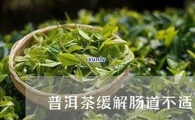 普洱茶对肠道功能的影响及其通便效果探讨