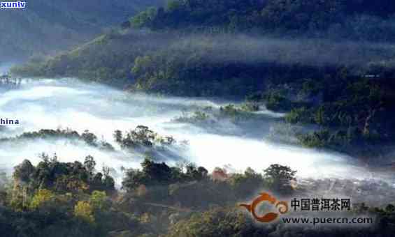 普洱茶岩韵产地：探寻世界名茶的诞生地及其独特魅力