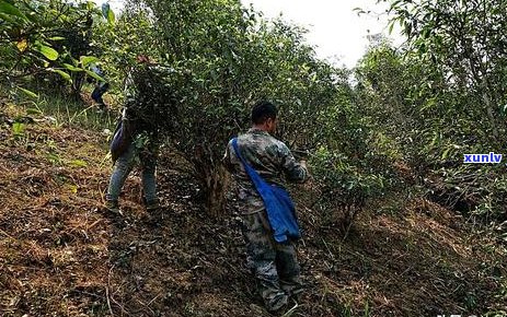 云南普洱茶麻黑古树品种特点、 *** 工艺及品饮 *** 全面解析