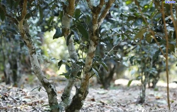 云南十大古朴普洱茶产地排名：云南古树普洱茶十大名牌