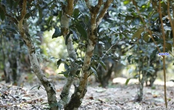 云南十大古朴普洱茶产地排名：云南古树普洱茶十大名牌