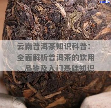 云南普洱茶知识讲解：入门基础知识、饮用与品鉴