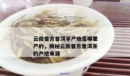 一文看懂云南普洱茶