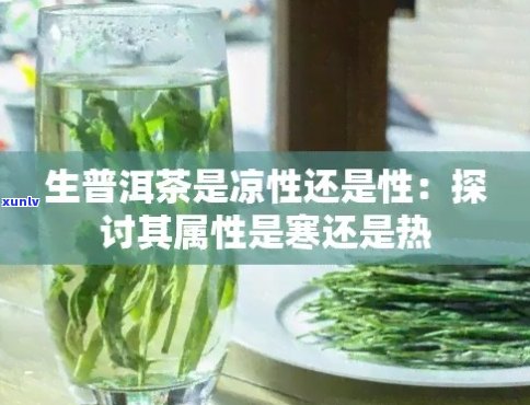 '生普洱茶寒热属性解析：是凉性还是热性？'