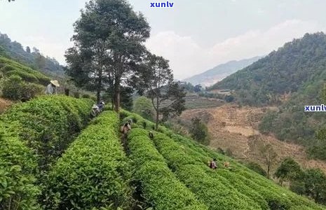 '凤庆普洱茶生产厂家 *** 地址，凤庆茶厂普洱茶特点及凤庆茶区普洱茶概述'