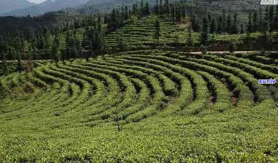 '凤庆普洱茶生产厂家 *** 地址，凤庆茶厂普洱茶特点及凤庆茶区普洱茶概述'