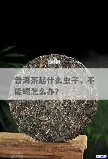 普洱茶里有虫子怎么办：喝之前必须仔细检查！