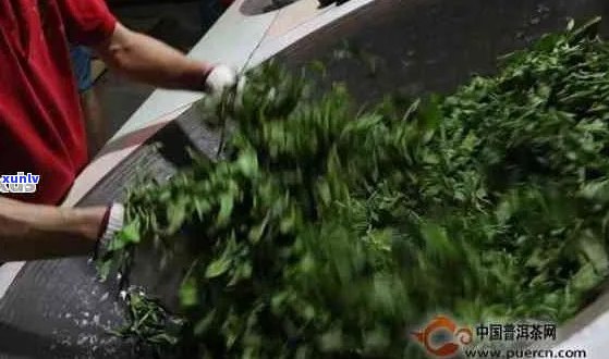 普洱茶的完整加工流程：从采摘到成品的全面解析