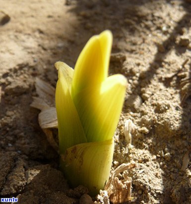 木春芽是普洱茶吗？还是绿茶？价格如何？