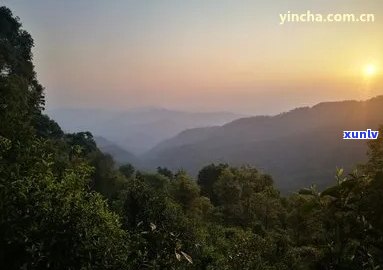 大忠山的独特风味：小村普洱茶的传承之旅