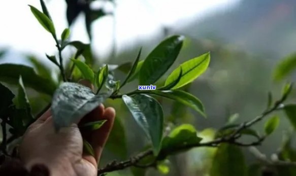 大忠山的独特风味：小村普洱茶的传承之旅