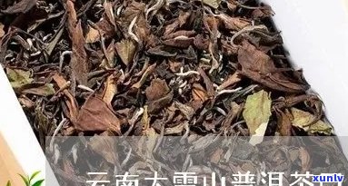 云南普洱大雪山茶品鉴：口感、香气与品质详解