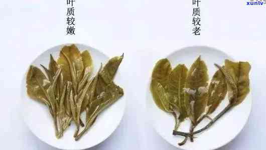 普洱茶老茶茶颜色：如何观察与鉴，了解其品质和年份的奥秘