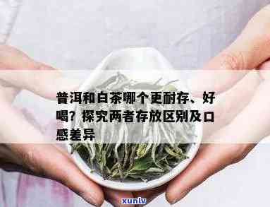 普洱茶与白茶：兼容性对比及搭配方式