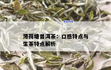 薄荷塘普洱茶：生普洱茶的品质与特点，如何选择与品鉴？