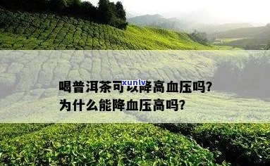 普洱茶能降高血压吗？为什么？