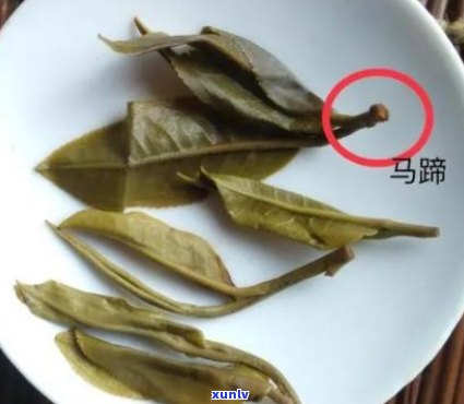 普洱茶脚是什么意思