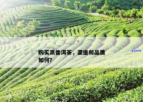 普洱茶场：一站式购买渠道与优质茶叶供应商信息指南