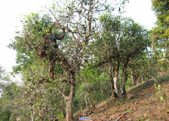 新 '西定普洱茶的市场价位分析，品质与价格的关系探讨'