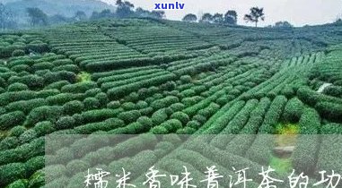 糯米香普洱茶里面的植物成分及其好处与坏处