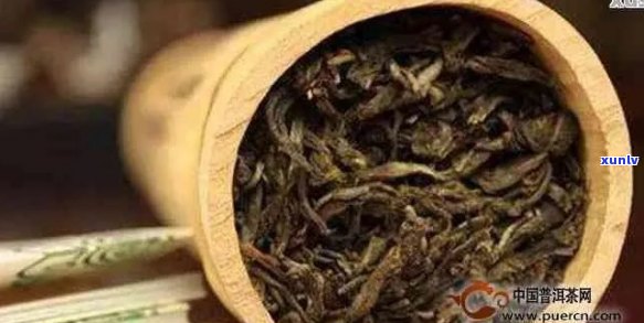 樟香普洱茶与普通普洱茶的区别：源自产地，品质截然不同