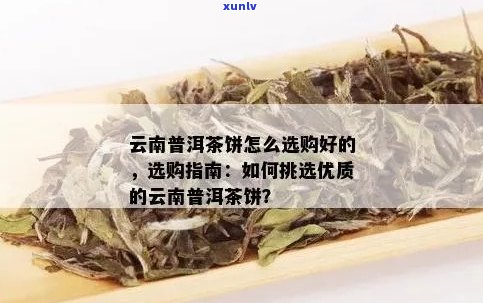 云南香叶青饼普洱茶价格及购买渠道全面解析，助你轻松选购正品好茶