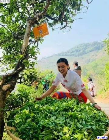 春天采摘的普洱茶：品种、 *** 工艺以及品饮技巧的全面指南