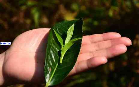 春茶普洱茶：独特的香气与口感，品鉴与鉴的技巧