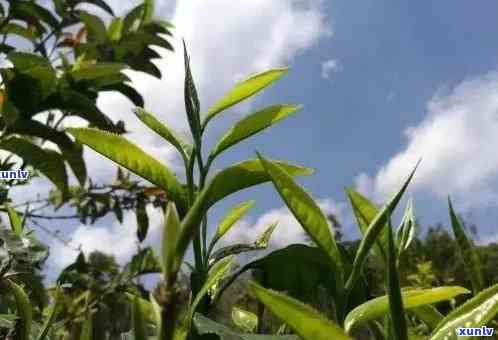 刮风寨茶的口感与档次：一款值得品尝的好茶——刮风寨茶业