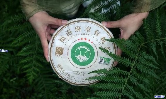 普洱茶源茶厂普勐源老树普洱茶官网评价与体验