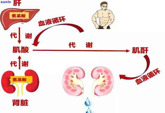 肌酐升高时，浓茶摄入是否适宜？——了解肌酐与茶饮的关系