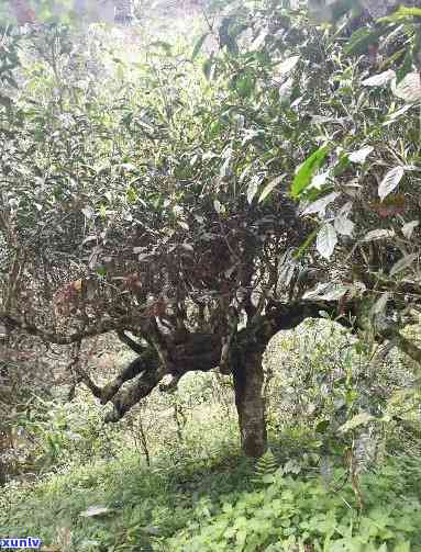 彝凤古树普洱茶价格及品质分析