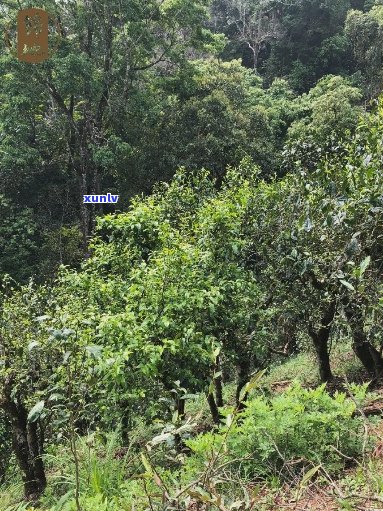 古树纯料茶山普洱茶