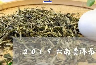 云南普洱茶的排行榜