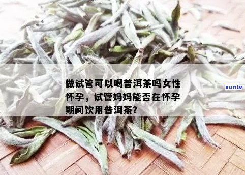 试管婴儿前普洱茶饮用安全性探究：与您的备孕周期息息相关