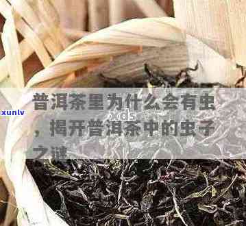 普洱茶放出蟑螂屎味：真相揭秘，还能喝吗？