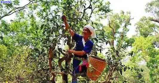 云南原生态普洱茶：仁和古树茶的醇厚口感与独特风味