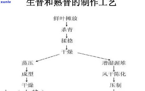 普洱茶发酵过程中微生物的作用及变化类型