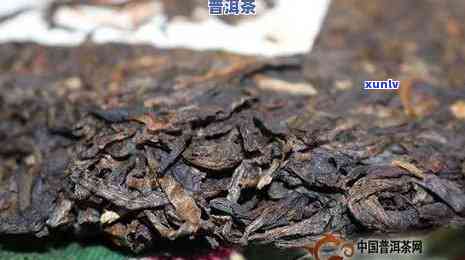 普洱茶茶虫问题全面解析：如何处理、预防与保存，让你喝得安心