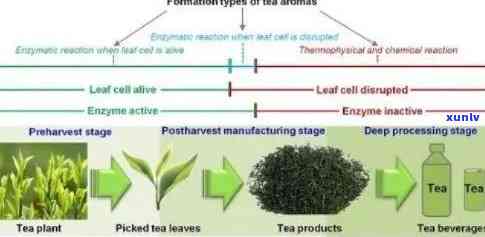 普洱茶酶促反应及其原理与糖苷关系的研究