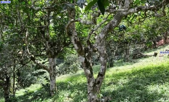 云南老马帮茶厂：传承古法，打造独特风味的普洱茶